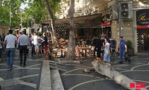 Bakının Fəvvarələr meydanında külək ağacı aşırdı (FOTO)