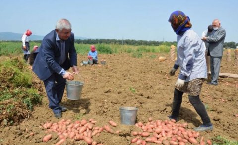 İcra başçısı kostyum geyinib kartof yığdı (FOTO)