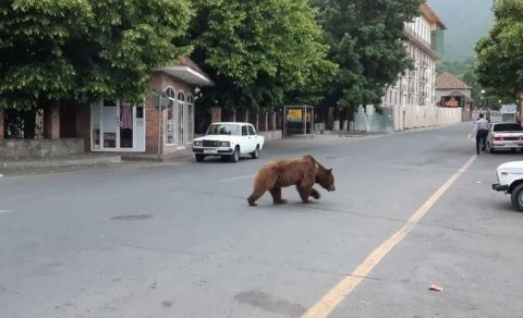 Azərbaycanda şəhər mərkəzində ayı görünüb - FOTO