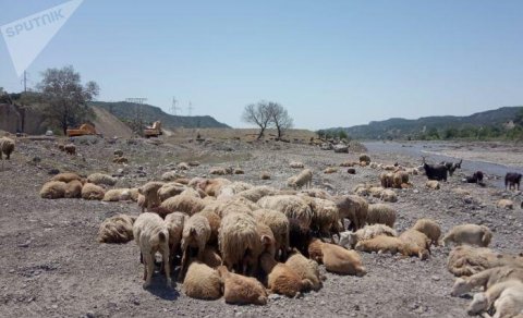 Qəbələdə kiçik çoban sürüsü ilə birgə gildən xilas edildi - FOTO