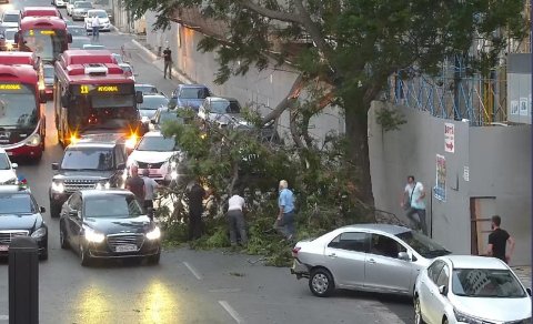 Külək Bakının mərkəzindəki ağacı aşırdı - TIXAC YARANDI