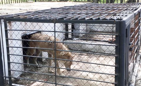 Restoranda saxlanılan vəhşi heyvanlar Altıağac Milli Parkına verildi - FOTO