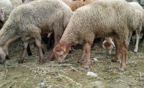 Pandemiya dövrünün qurbanlığı: ətin qiyməti düşdü, müştəri yoxa çıxdı