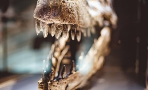 191 milyon il əvvəl yaşamış dinozavr skeleti üzərində tədqiqatlar 150 il sonra tamamlandı