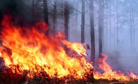 Nazirlik düşmənin ekoloji terroru ilə bağlı hərəkətə keçdi