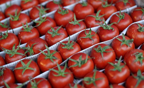 “Rosselxoznadzor” Azərbaycanın daha 4 istehsalçısından pomidor idxalına icazə verdi