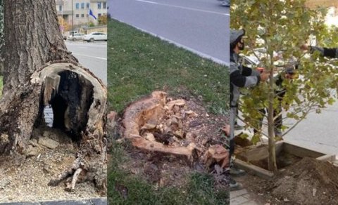 Atatürk parkındakı ağaclar niyə kəsilir? - AÇIQLAMA (FOTO)