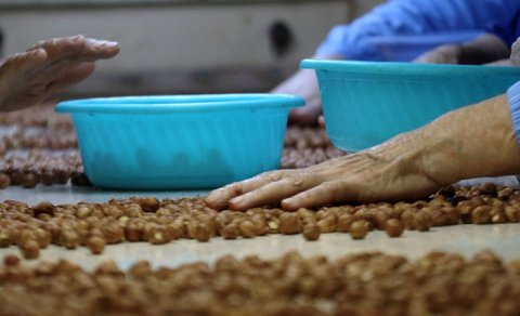 Zaqatalada yeni fındıq emalı fabriki yaradılır