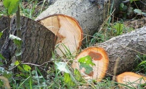 BŞİH təbiətə 3000 manata yaxın ziyan vurub - Nazirlik