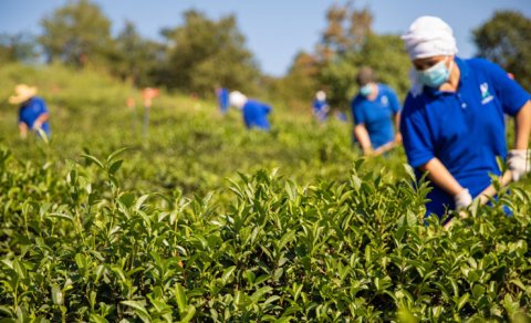 Doğma çay “Azerçay” çayçılıq sahəsinin inkişafına dəstək verməyə davam edir - FOTOLAR