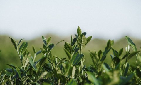 İnstitutdan Meşə Fondu torpaqlarında çay plantasiyasının salınmasına dair açıqlama