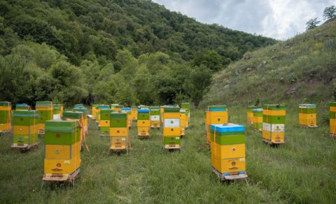 Kəlbəcər yaylaqlarına daha 2500 arı ailəsinin köçürülməsinə başlanıldı - FOTOLAR