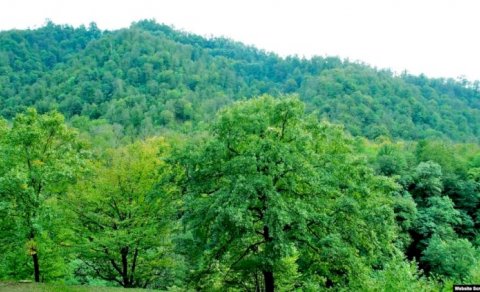 Meşələrin mühafizəsi polisə tapşırılır? - Nazir müavinindən açıqlama