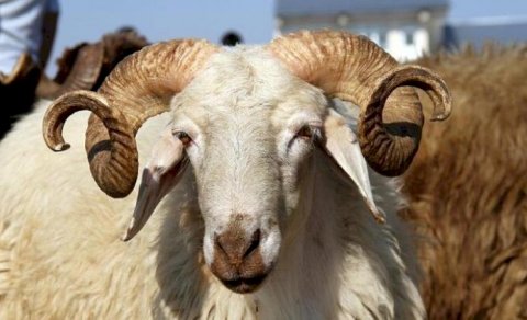 Ölkə üzrə qurbanların satış və kəsim yerləri - TAM SİYAHI
