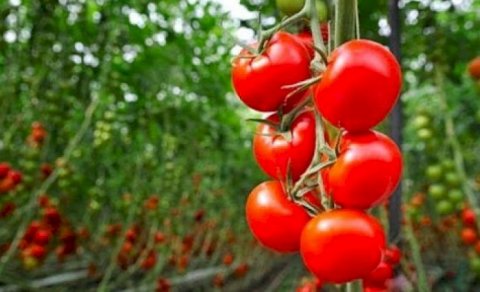 Azərbaycanın daha 34 müəssisəsinə Rusiyaya pomidor ixracına İCAZƏ VERİLDİ