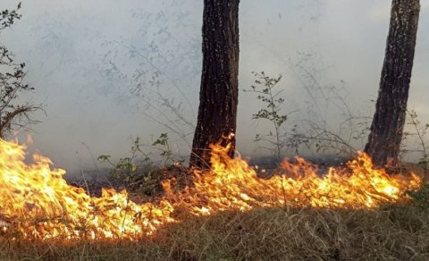 Bakıda ağaclıq ərazi YANIR