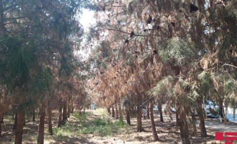 Ucarda 100-ə yaxın şam ağacı baxımsızlıqdan qurudu - FOTO