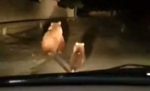 Balakəndə yaşayış məntəqəsində ayılar görüldü (VİDEO)