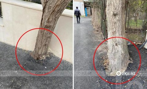 Ağacların dibi asfaltlanıb... - FOTO