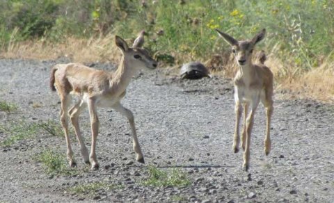 Azad olunan ərazilərə ceyranlar nə vaxt buraxılacaq?