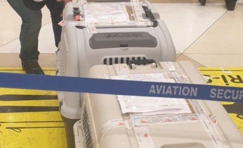 Azərbaycana iki minaaxtaran it gətirildi