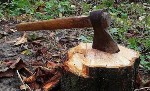Ağacları qanunsuz kəsdiyinə görə şirkətə cinayət işi açıldı