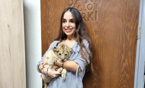 Bakı Zooparkında şir balası dünyaya gəldi - Foto