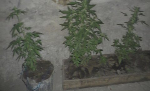 Evində narkotik yetişdirən şəxs tutuldu - FOTO