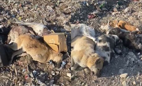Gəncədə itlər kütləvi şəkildə öldürüldü - VİDEO