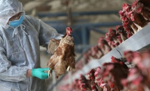 Quş qripi ilə bağlı monitorinqlərə başlanıldı