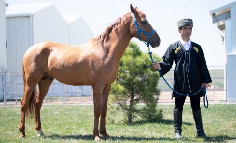 İlk dəfə Qarabağ atlarının auksion vasitəsilə satışı həyata keçirildi - FOTOLAR