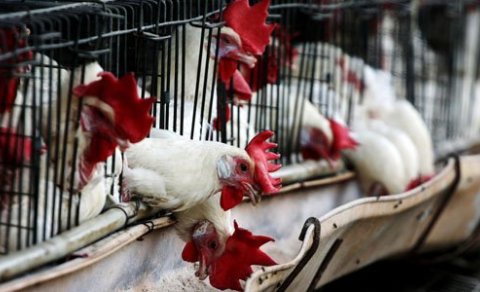 Azərbaycanda quş qripi ilə bağlı vəziyyəti açıqladı