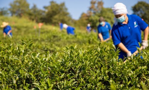 Doğma çay “Azerçay” çayçılıq sahəsinin inkişafına dəstək verməyə davam edir - FOTO