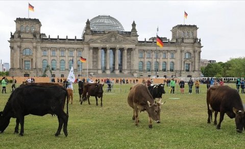 Almaniyada ekoloqlar inəklərini parlamentin bağçasında otarırlar - FOTO