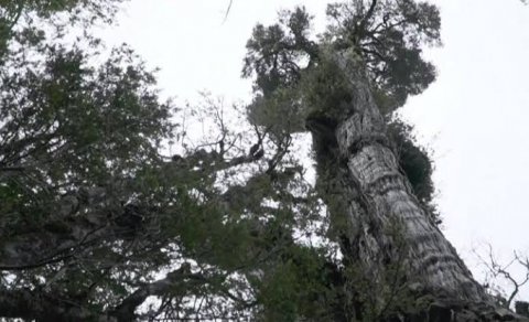 5 min il yaşı olan ağac