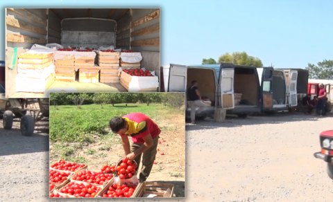 Pomidor almaq istəyənlərin nəzərinə! Kiloqramı 20 qəpik, yeşiyi 5 manat - VİDEO