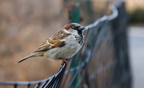 Bakıda sərçələr niyə azalıb? - Səbəb məlum oldu