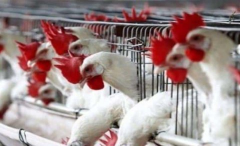 ABŞ və Macarıstandan Azərbaycana quş əti gətirilməsinə məhdudiyyət qoyuldu