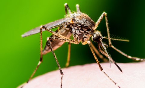 Ucuz antibiotik malyariyanın kökünü kəsə bilər