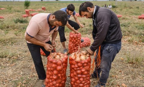 Tonlarla soğan anbarlarda məhv olur - VİDEO