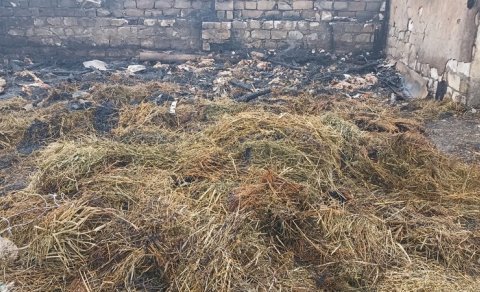 Goranboyda ferma yandırıldı, 230 heyvan tələf oldu - Saxlanılanlar var