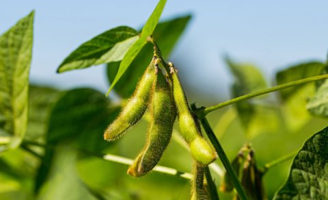 Alimlər soya paxlasının gözlənilməz faydalı xüsusiyyətini aşkar etdi