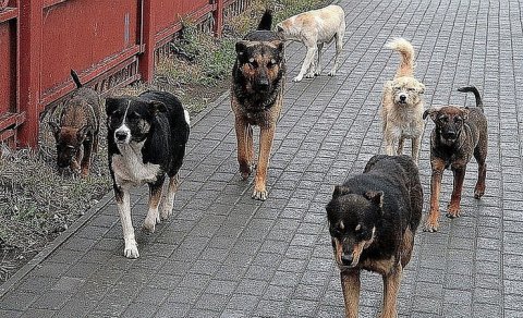 “Küçə itlərinin qorxusundan övladımın dili batdı”