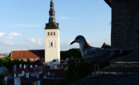 Estoniya Pravoslav Kilsəsi birləşmə təklifini rədd edir