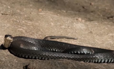 Zoologiya İnstitutu "28 May"da peyda olan ilanlar barədə: "Normal haldır" - VİDEO