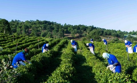 Cəmi 1 000 ton çay istehsalımız var - Yararlı sahələr artıq əkilmir