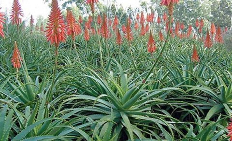 Aloe bitkisinin inanılmaz faydaları