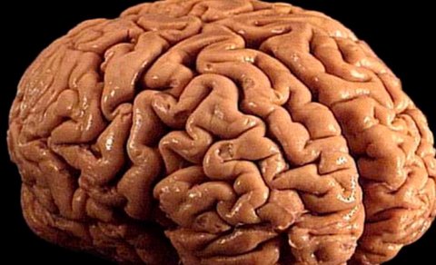 Alimlər 320 milyon il ərzində beynin təkamülünün sirlərini açdı