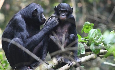 Alimlər bonobo meymunlarının "dilini" deşifrə edib