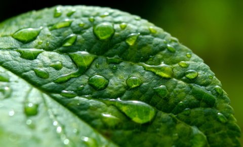 Bitkilərin gözlənilməz təhlükəsi: Yarpaqlar atmosferdən mikroplastik udur